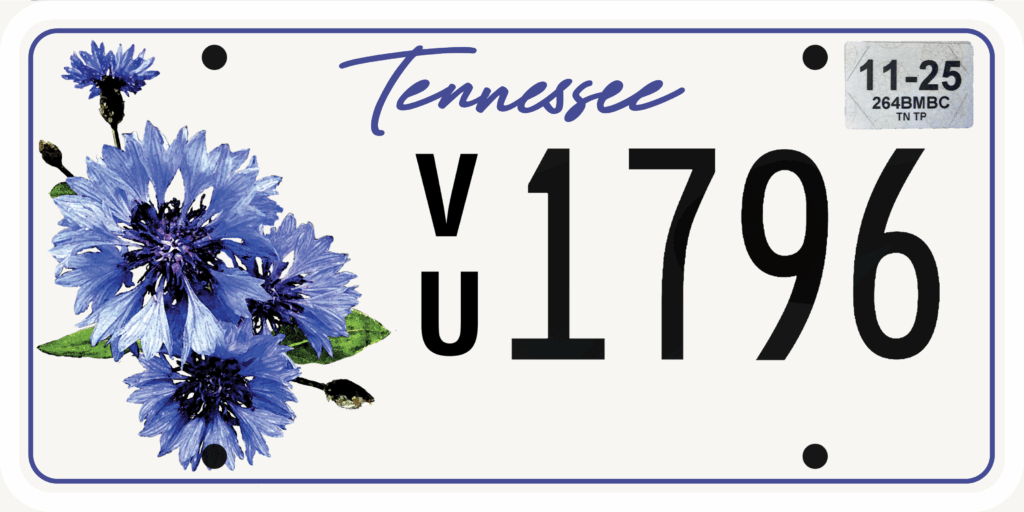 ALS cornflower in bloom